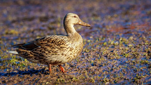 A female mallard duck strides across the wetland.