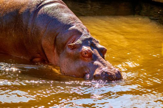 A Hippopotamus wades in water, with mouth submerges in water.