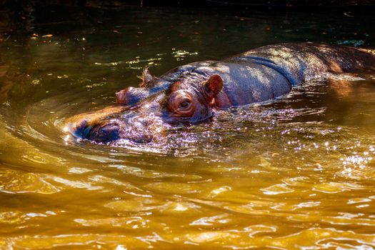 A Hippopotamus submerged in water, with eyes showing.