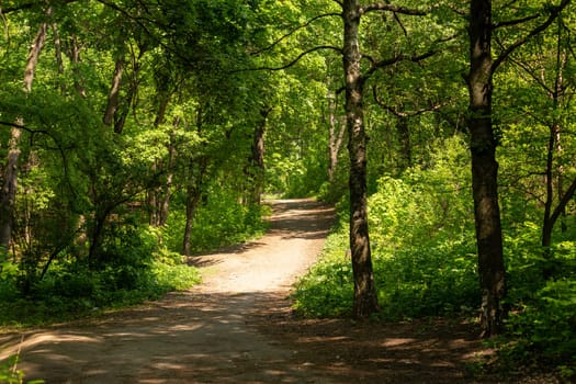 Forest trail scene. Woodland path. Green trees and footpath lightened by the sun