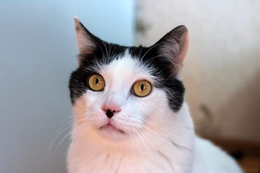 Surprised white cat at home, close up portrait