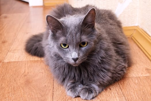 Gray fluffy big cat at home, close up portrait