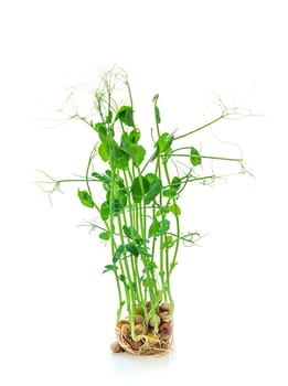 Pea microgreens isolate on white background. Selective focus. Food.