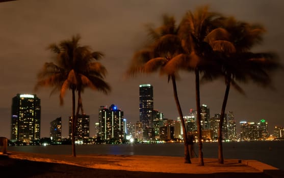 USA, FLORIDA - NOVEMBER 30, 2011: view of the night glowing city on the coast of the Gulf of Mexico, palm trees in the foreground, Florida