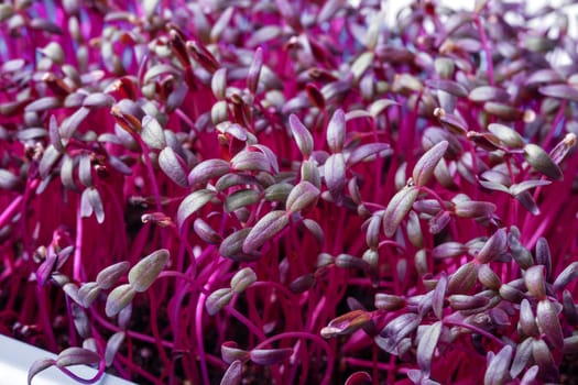 Close-up of amaranth shoots. Microgreens, superfood, healthy food. Selective focus.