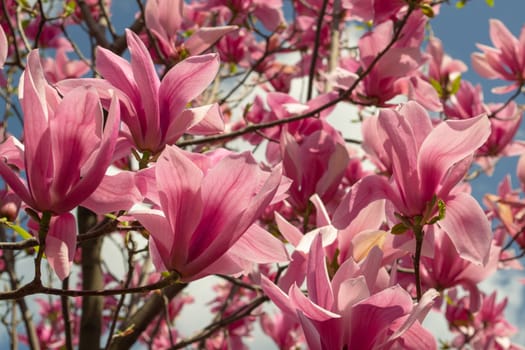 Gentle pink Magnolia soulangeana Flower on a twig blooming against clear blue sky at spring