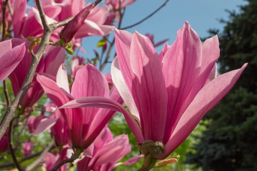 Gentle pink Magnolia soulangeana Flower on a twig blooming against clear blue sky at spring