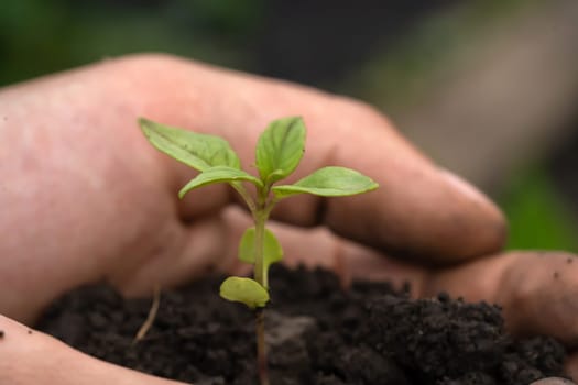 New life and growth concept. Seed and planting concept. Close up of gardener hands holding seedling. Hands are holding sapling with soil in cupped hands.