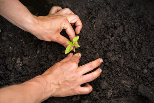 Close up of professional gardener hands planting a seedling. New life, growth and gardening concept. Small green plant seedling is growing in the soil