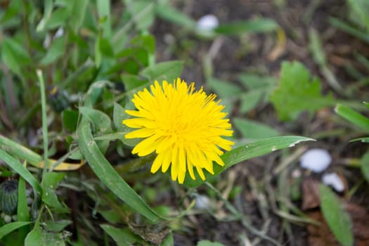 Yellow flowers of dandelions in green backgrounds. Spring and summer background. High quality photo