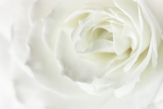 White rose flower petals. Macro flowers backdrop for holiday design. Soft focus.