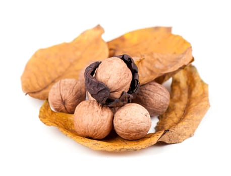 Fresh ripe Walnut isolated on a white background.