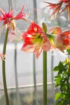 Growing bulbous houseplants. amaryllis blossoms on the windowsill. gentle beautiful large red Amaryllis flowers