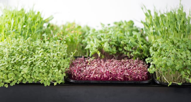 The concept of a healthy diet, growing microgreens - boxes of red amaranth, mustard, arugula, peas, cilantro on a home white windowsill. I cut with scissors