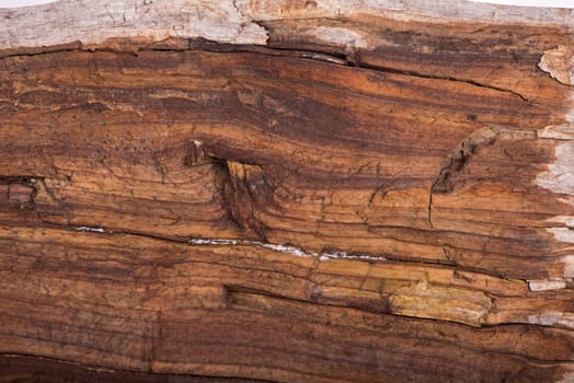 Concept Nature and production of wood products. texture of bark wood use as natural background