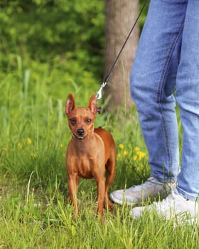 A small pet dog on a walk in the city park with his mistress. A dog on a leash sits next to its owner's feet.