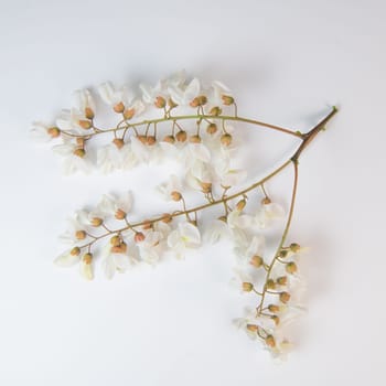 Blossoming acacia with leafs isolated on white background, Acacia flowers, Robinia pseudoacacia, White acacia, High quality photo