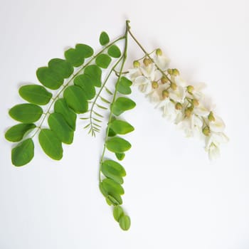 Blossoming acacia with leafs isolated on white background, Acacia flowers, Robinia pseudoacacia, White acacia, High quality photo