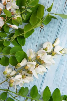 Blossoming acacia with leafs isolated on blue background, Acacia flowers, Robinia pseudoacacia, White acacia, High quality photo