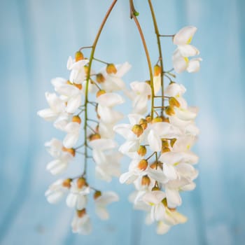 Blossoming acacia with leafs isolated on blue background, Acacia flowers, Robinia pseudoacacia, White acacia, High quality photo