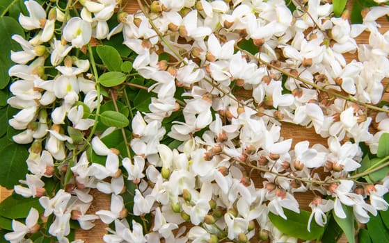 Blossoming acacia with leafs isolated on wood background, Acacia flowers, Robinia pseudoacacia, White acacia, High quality photo