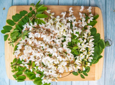 Blossoming acacia with leafs isolated on wood background, Acacia flowers, Robinia pseudoacacia, White acacia, High quality photo