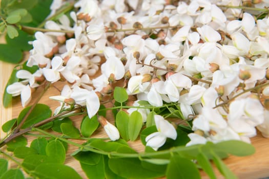 Blossoming acacia with leafs isolated on wood background, Acacia flowers, Robinia pseudoacacia, White acacia, High quality photo