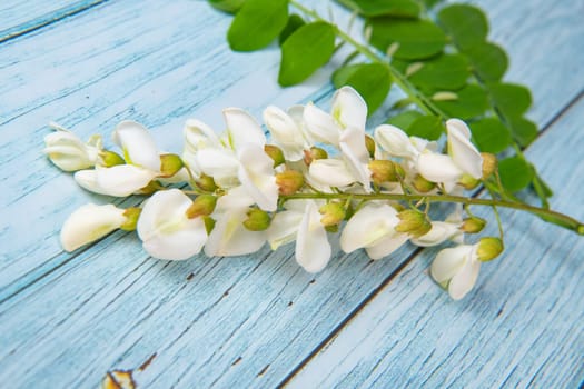 Blossoming acacia with leafs isolated on blue background, Acacia flowers, Robinia pseudoacacia, White acacia, High quality photo