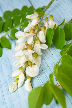 Blossoming acacia with leafs isolated on blue background, Acacia flowers, Robinia pseudoacacia, White acacia, High quality photo
