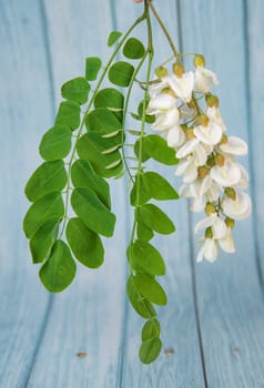 Blossoming acacia with leafs isolated on blue background, Acacia flowers, Robinia pseudoacacia, White acacia, High quality photo