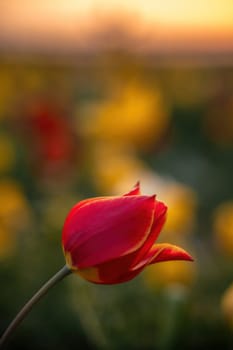 Wild tulip flowers at sunset, natural seasonal background. Multi-colored tulips Tulipa schrenkii in their natural habitat, listed in the Red Book