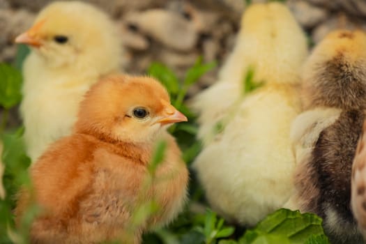 little chicks stand near their mum chicken in the green grass