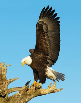 Magical Homer,Alaska pictures