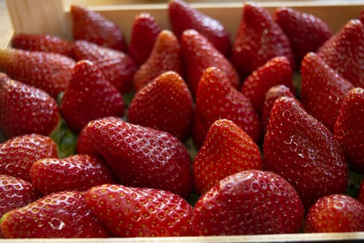 freshly picked ripe and fresh strawberries