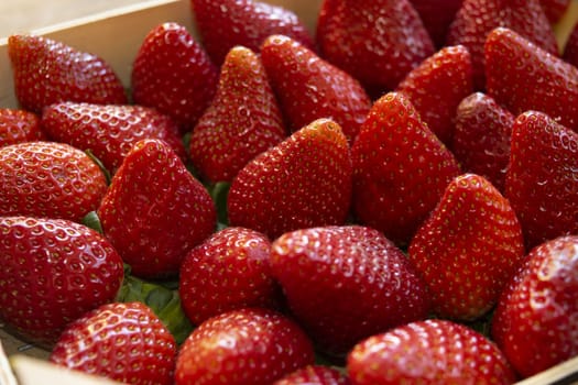 freshly picked ripe and fresh strawberries