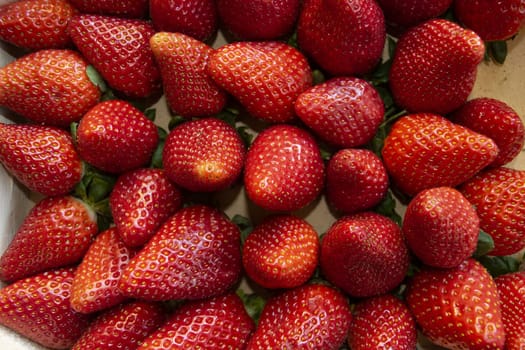 freshly picked ripe and fresh strawberries