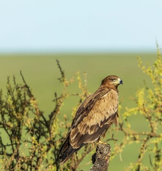 Beautiful and Breathtaking wildlife in Tanzania