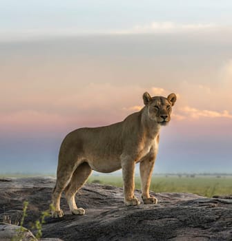 Beautiful and Breathtaking wildlife in Tanzania