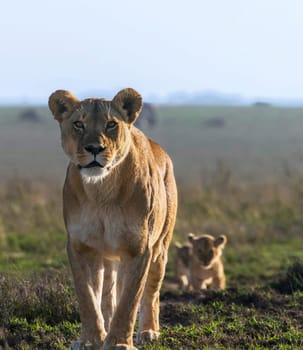 Beautiful and Breathtaking wildlife in Tanzania