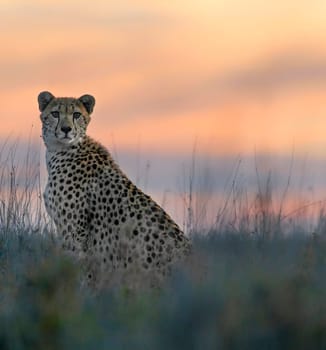 Beautiful and Breathtaking wildlife in Tanzania