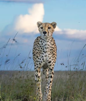 Creative Tanzania wildlife pictures