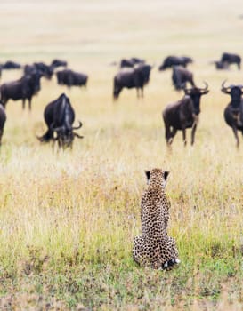 Creative Tanzania wildlife pictures