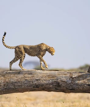 Creative Tanzania wildlife pictures