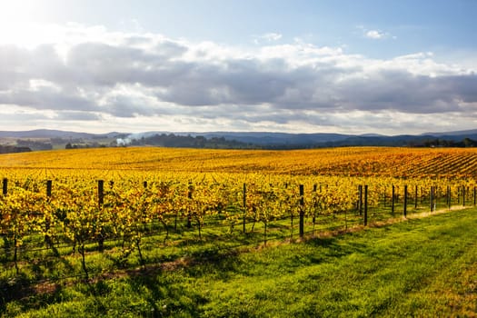 Late afternoon autumn sun over vines in the Yarra Valley near Yarra Glen, Victoria, Australia