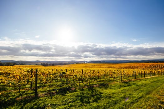 Late afternoon autumn sun over vines in the Yarra Valley near Yarra Glen, Victoria, Australia
