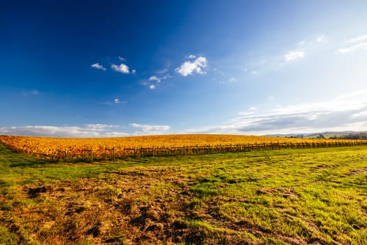 Late afternoon autumn sun over vines in the Yarra Valley near Yarra Glen, Victoria, Australia
