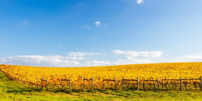 Late afternoon autumn sun over vines in the Yarra Valley near Yarra Glen, Victoria, Australia