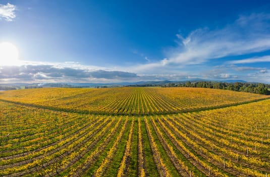 Late afternoon autumn sun over vines in the Yarra Valley near Yarra Glen, Victoria, Australia