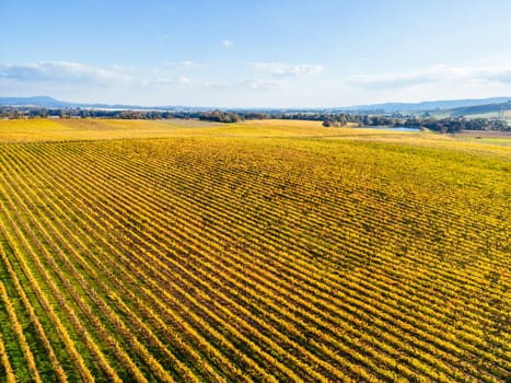 Late afternoon autumn sun over vines in the Yarra Valley near Yarra Glen, Victoria, Australia