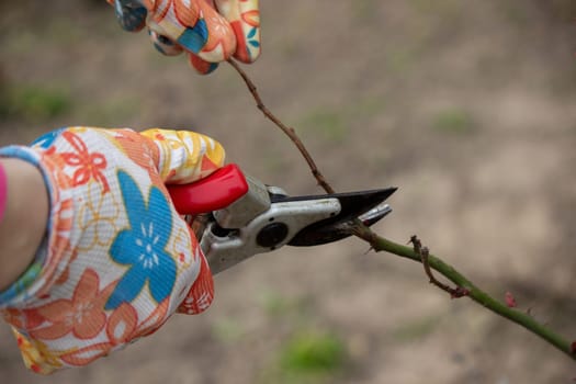 a farmer cuts dry branches of a rose bush. Selective focus